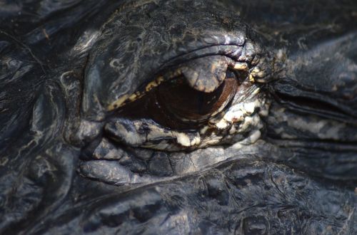eye alligator reptile