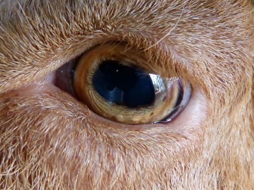 eye goat detail