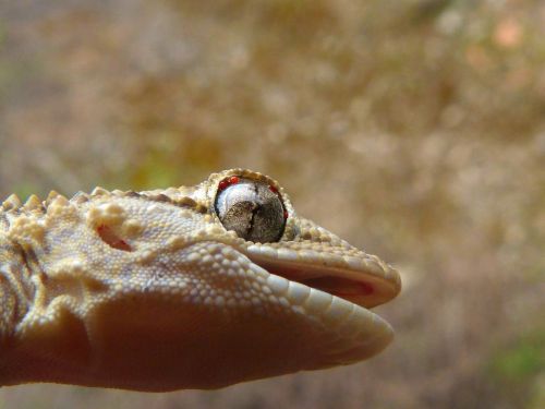 eye detail gecko
