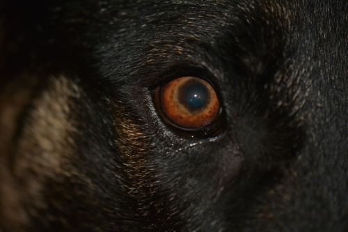 eye dog eye brown dog eye