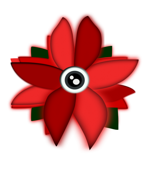 flowers eye flower
