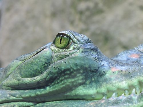 eye crocodile hunter