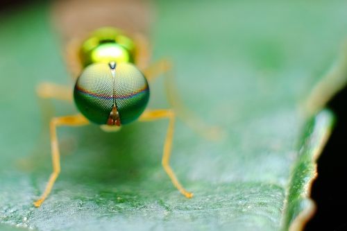 eye insect nature