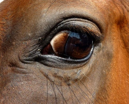 eye horse close up