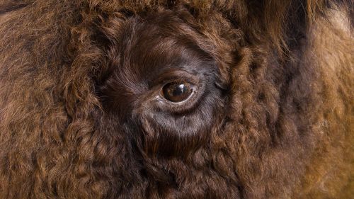 eye bison fur