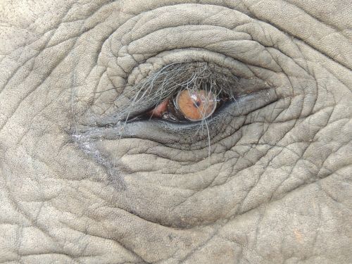 eye africa pachyderm