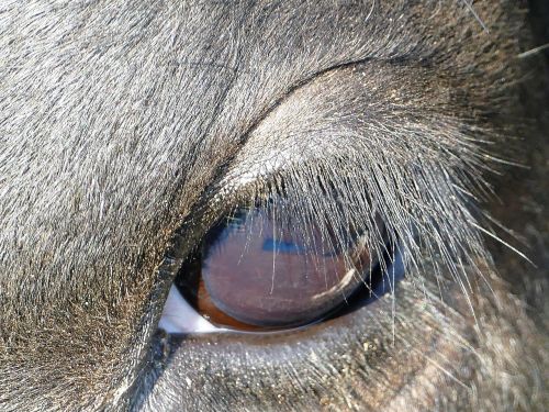 eye cow eyelashes