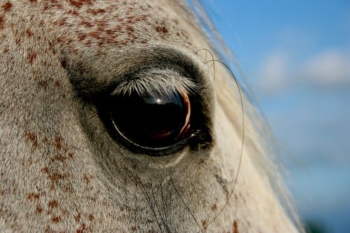 eye horse mold