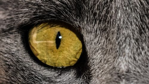 eye cat close up