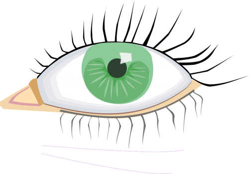 eye green organ