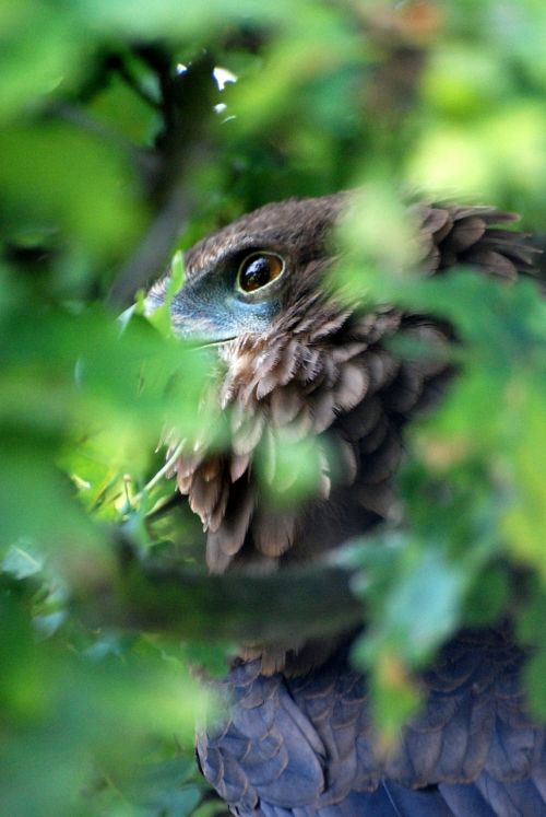 eye looking eagle
