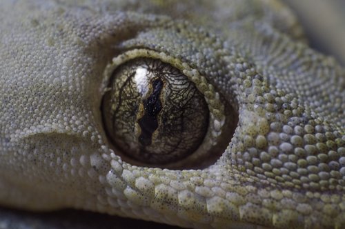 eye  lizard  animal