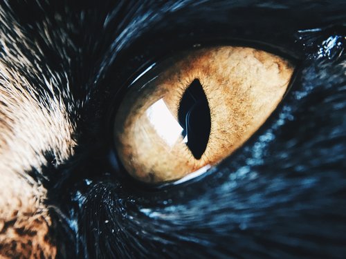 eye  cat  fur