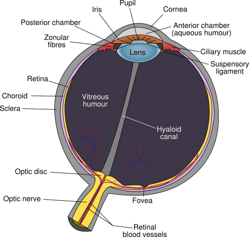 eye diagram eyeball