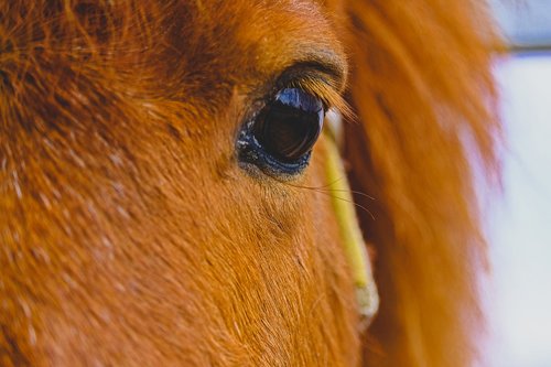 eye  horse  animal