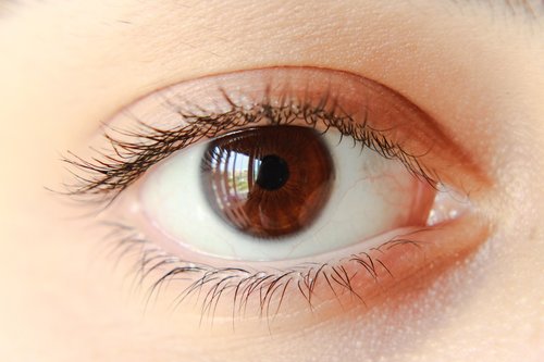 eye  brown  iris