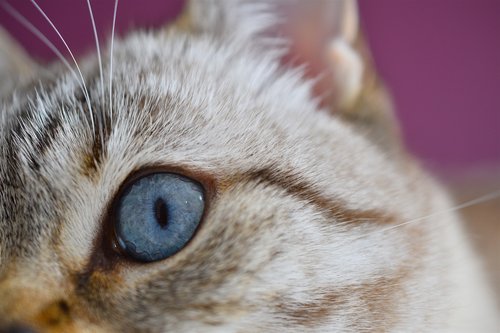 eye  cat  blue