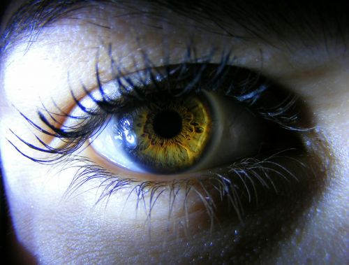 eye brown yellow