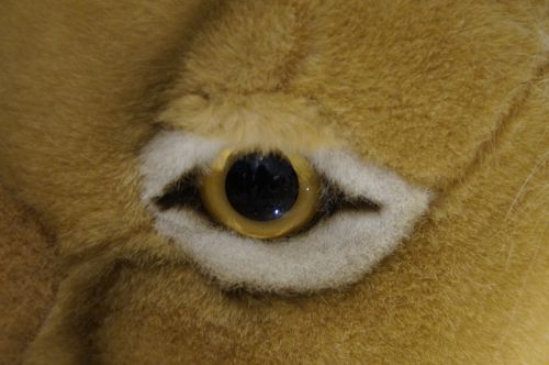 eye lions eye close