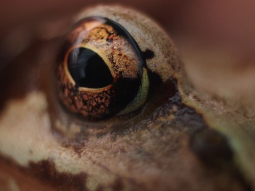 eye frog detail
