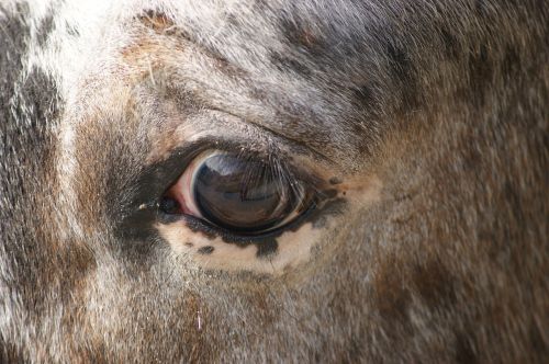 eye horse view