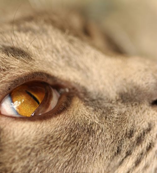 eye cat's eye cat