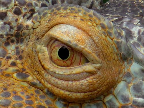 eye iguana close
