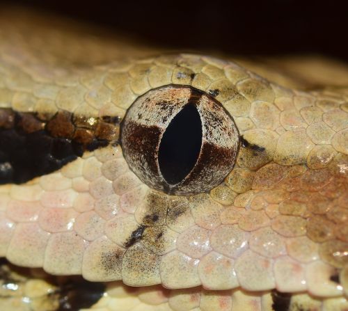 eye snake snake eye