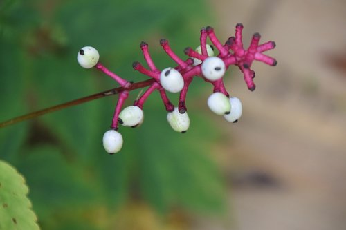 eyeball  flower  seeds