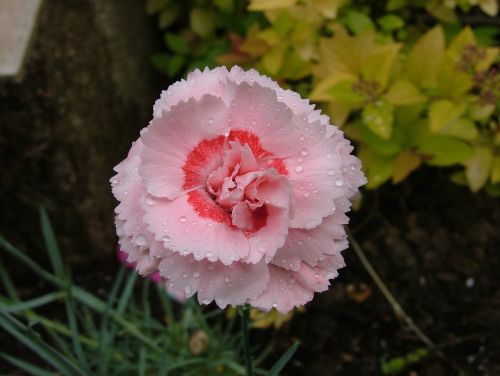 eyelet carnation pink flower