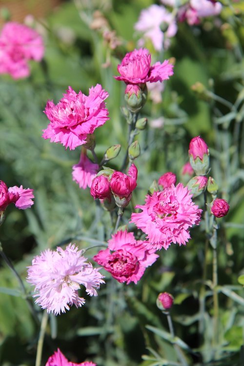 eyelets pink  eyelets  carnation pink