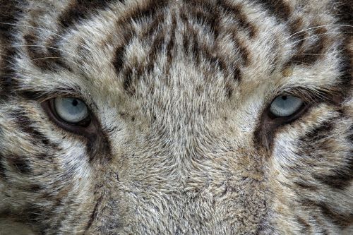 eyes white tiger tiger