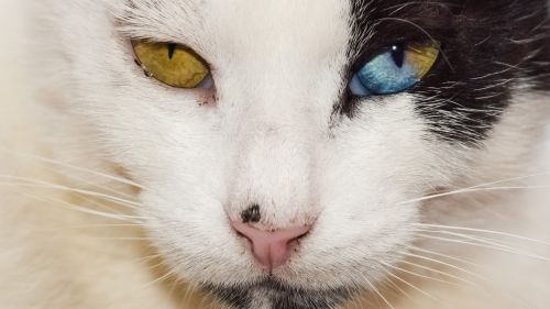 eyes strange cat