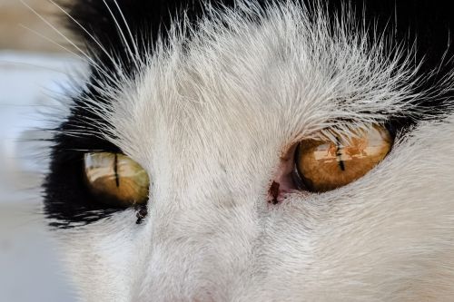 eyes cat stray