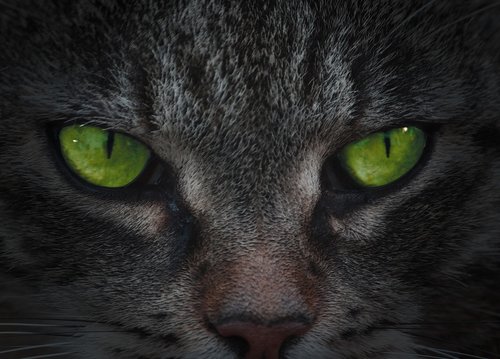 eyes  cat's eyes  mystical