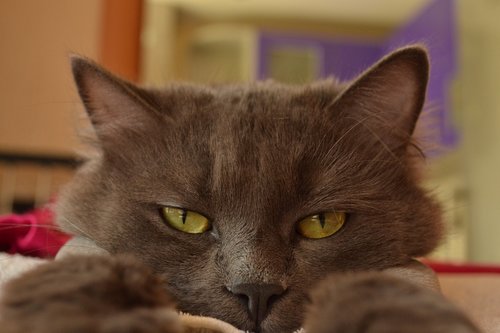 eyes  cat  grey cat