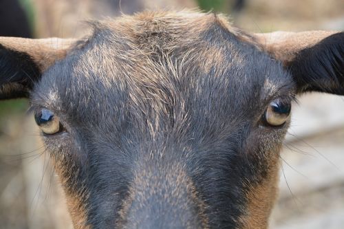 eyes of the goat goat alpine goat