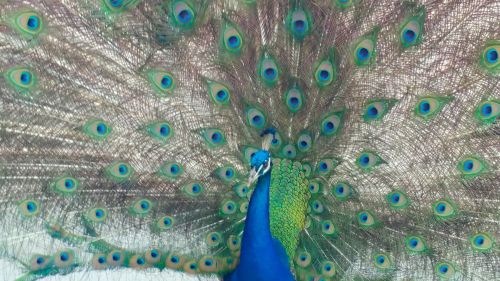 Eyes On A Peacock