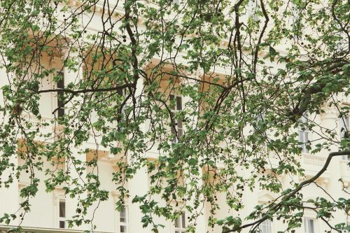 facade tree image