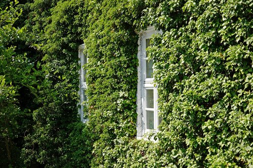 facade  ivy  window