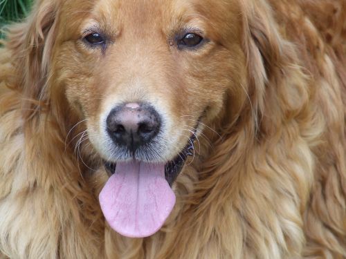 face dog the golden retriever