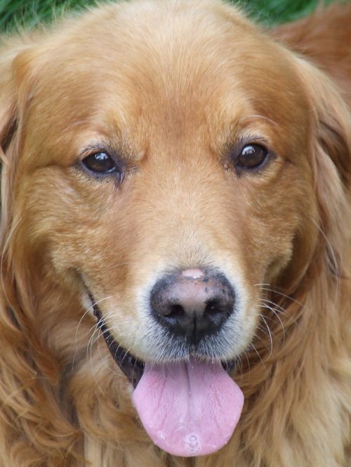 face dog the golden retriever