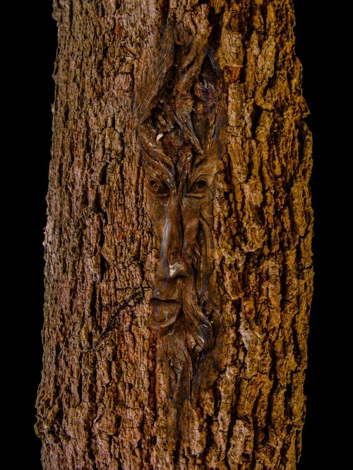 face log tree