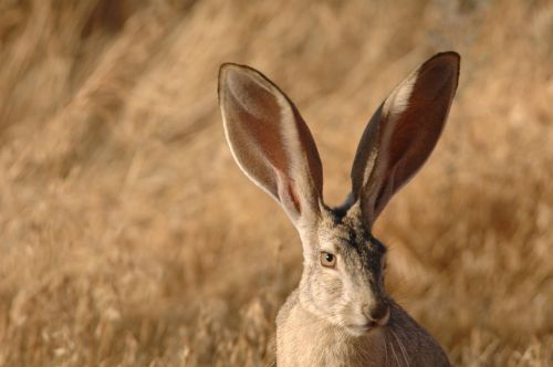 face jackrabbit tailed