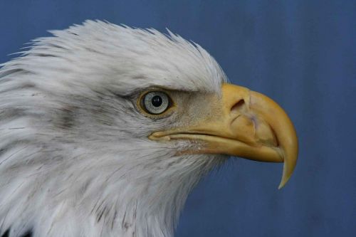 face leucocephalus haliaeetus