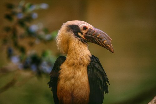 face  bird  exotic