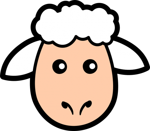 face sheep cute