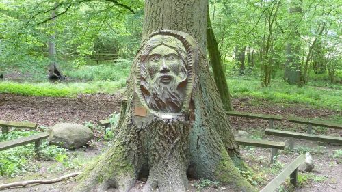 face tree face nature