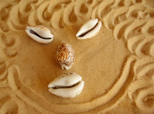 face shells sand