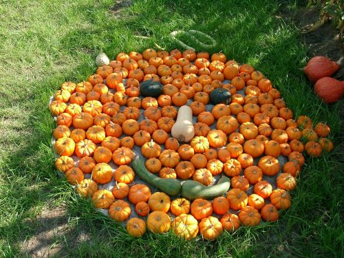 face pumpkin nature